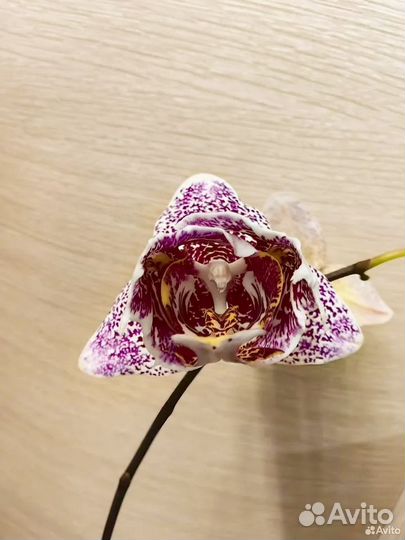 Орхидея фаленопсис SA-36 от Son ya цветёт