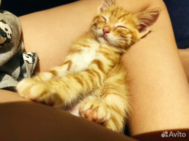 Котенок мальчик бесплатно