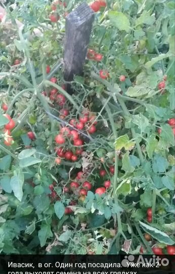 Семена помидор черри