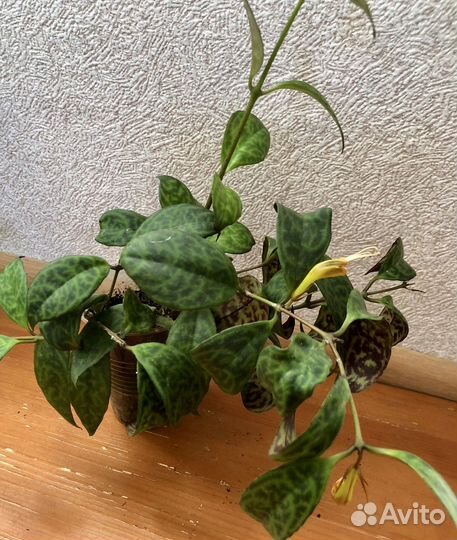 Эсхинантус