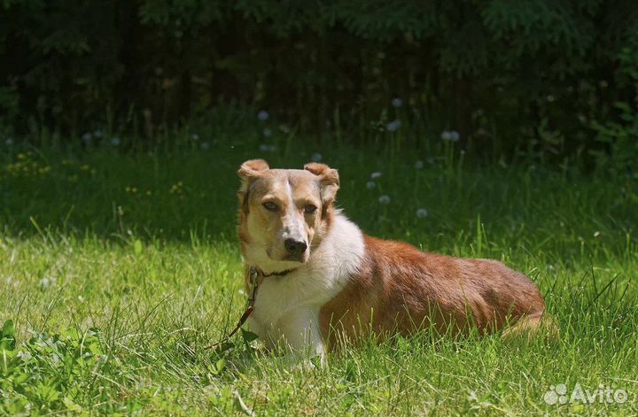 Рыжая собака девочка