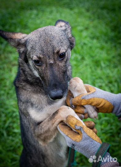 Мальчик из черного приюта