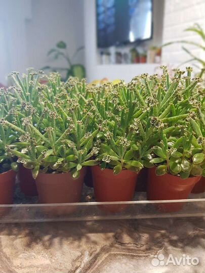 Каланхоэ трубкоцветный