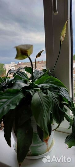 Комнатные цветы антуриум