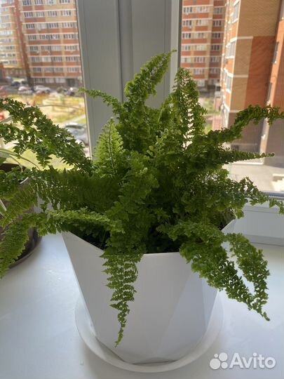 Папоротник