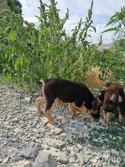 Отдам в добрые руки