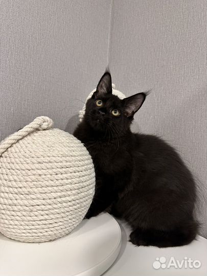 Предлагаю котят породы Мейн-кун