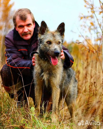 Пёс в добрые руки