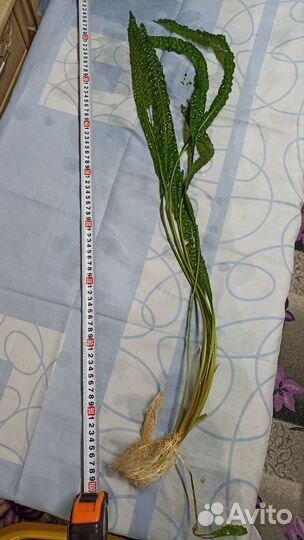 Аквариумные растения. Без со2