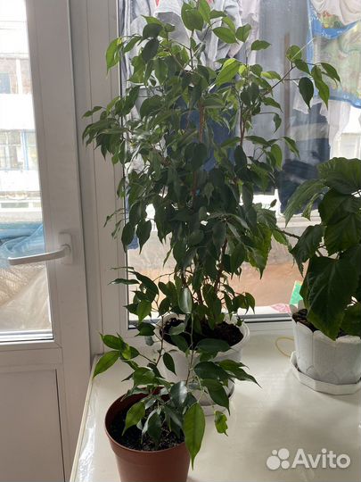 Фикус бенжамина Сингониум Роза