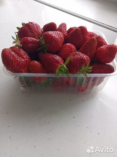 Клубника домашняя
