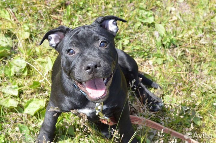 Стаффордширский бультерьер щенки