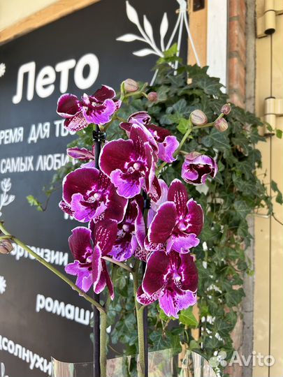 Орхидея фаленопсис