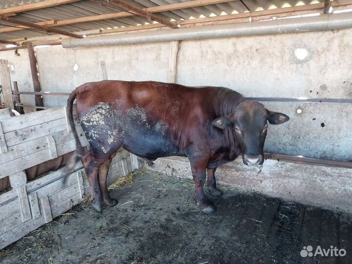 Быки лимузины