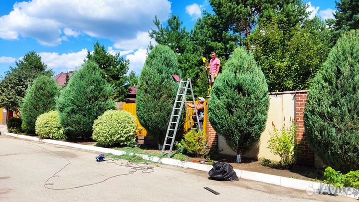 Стрижка кустарников /хвойных растений