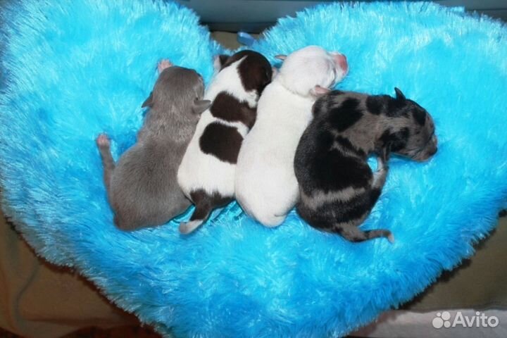 Чихуахуа щенки под резерв и в наличии