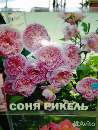 Саженцы роз, винограда,гибискуса, глицинии