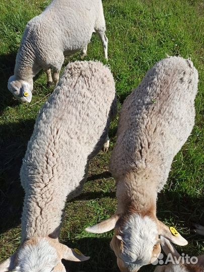 Ягнята баранчики