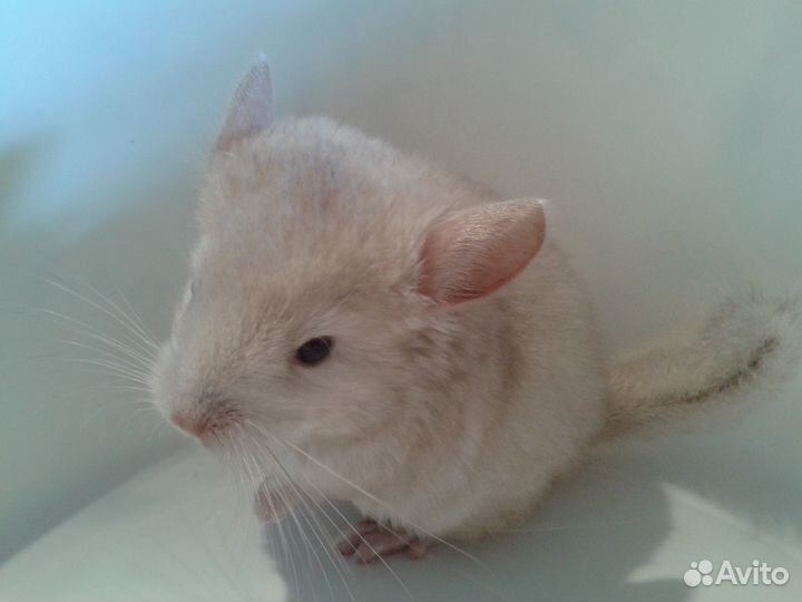 Шиншиллы малыши