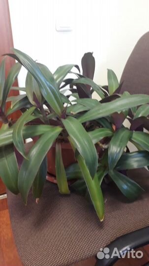 Рео разноцветная.Взрослое