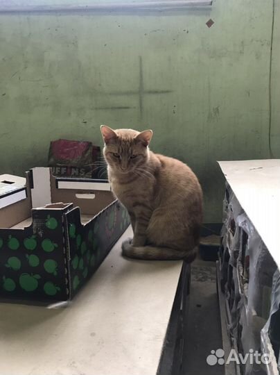 Котики в добрые руки