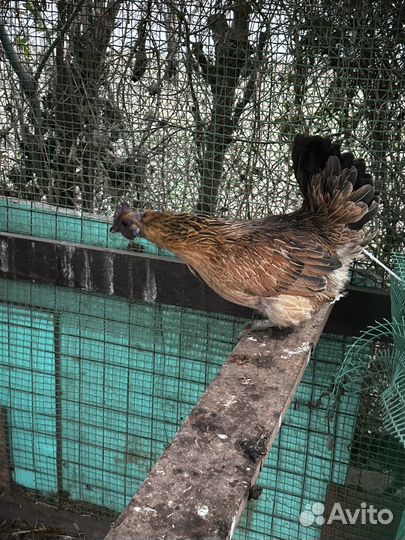 Павловские куры