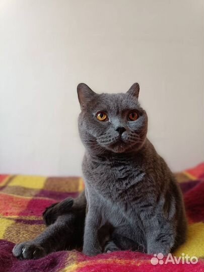 Британский кот, британец бесплатно