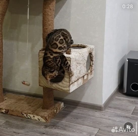 Бенгальская