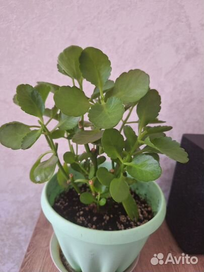 Каланхоэ цветущий