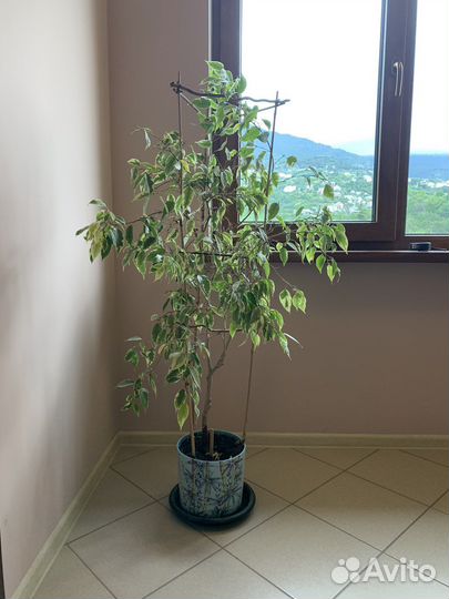 Фикус бенджамина