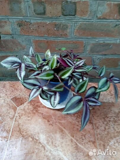 Традесканция зебрина