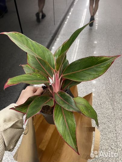 Филодендрон, стрелиция, аглаонема и другие