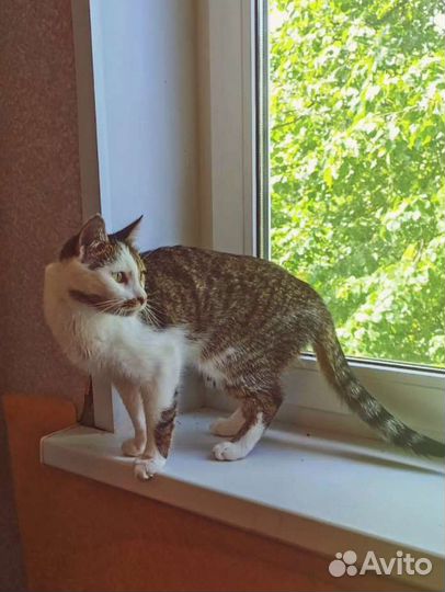 Кот Женечка в добрые руки