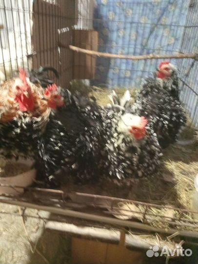 Инкубационное яйцо, породистых кур