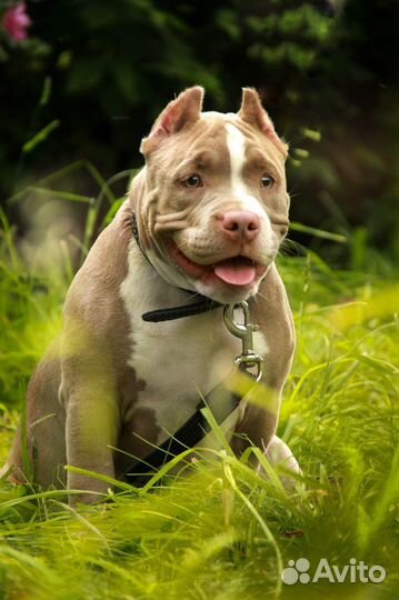 Американский булли покет щенки
