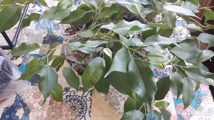 Фикус бенджамина Даниэль