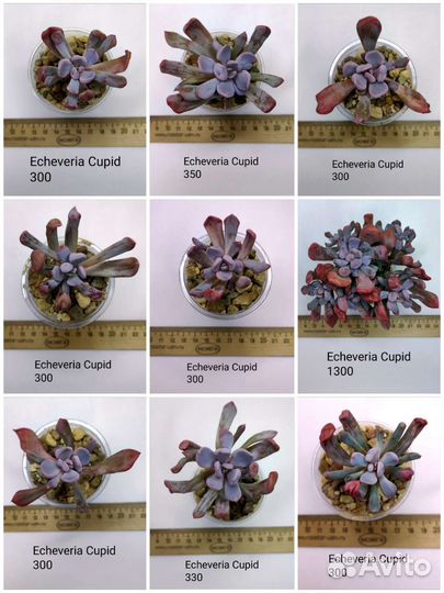 Суккуленты 6/6