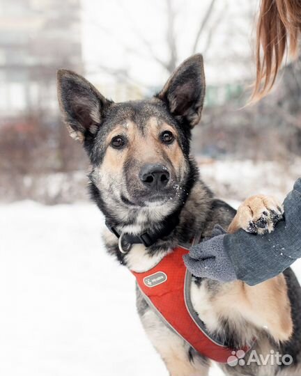 Обнимательный Акелла ищет дом