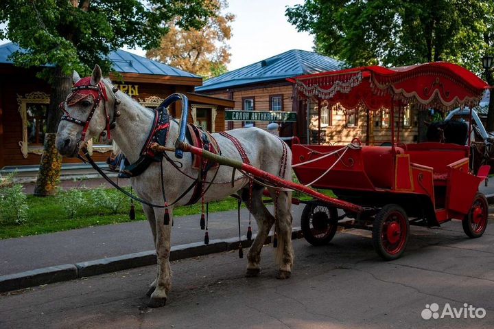 Конные прогулки по Суздалю