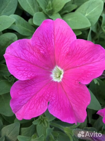 Петуния розовая, рассада