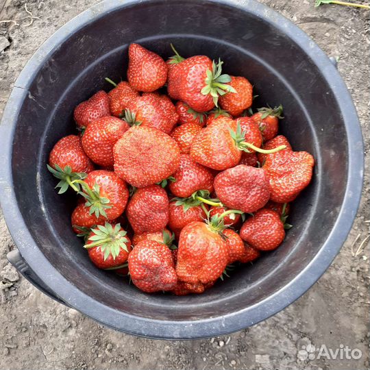 Клубника и малина, ремонтантные сорта