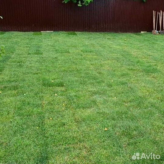 Рулонный газон, газон посевной