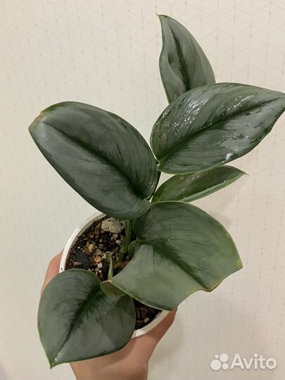 Сциндапсус мунлайт