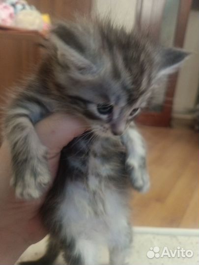 Продам котят мейн-кун