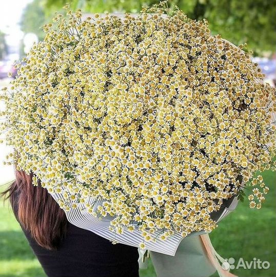 Цветы ромашки