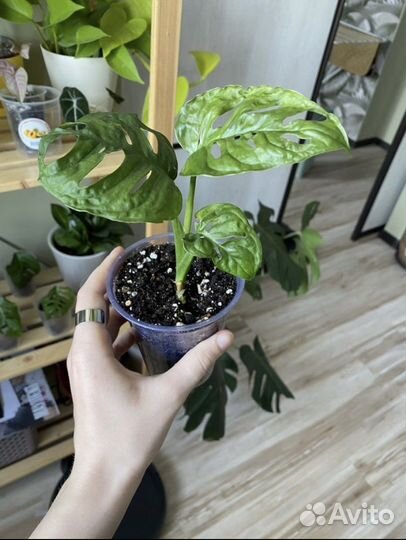 Монстера манки маск