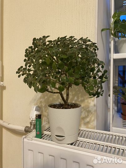 Аихризон дерево любви