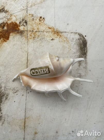 Ракушка Сочи