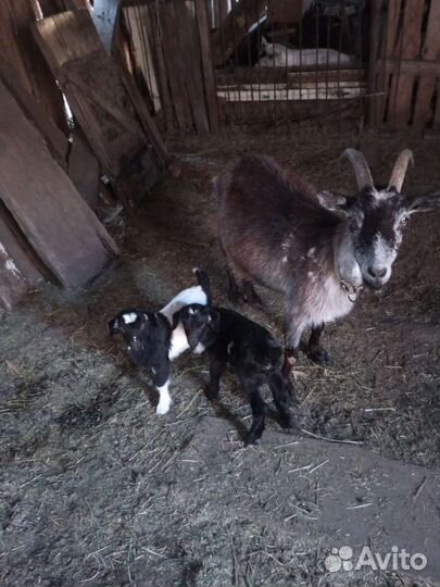 Коза дойная