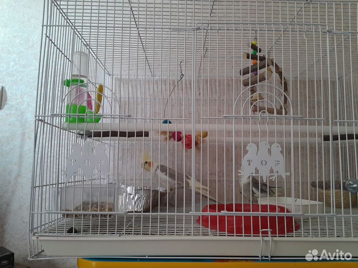 Попугаи корелла с клеткой